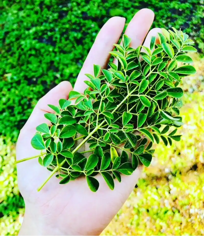 モリンガ☆ネシアン