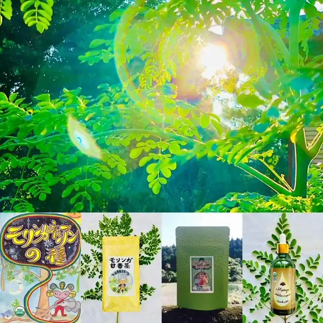 モリンガ☆ネシアン