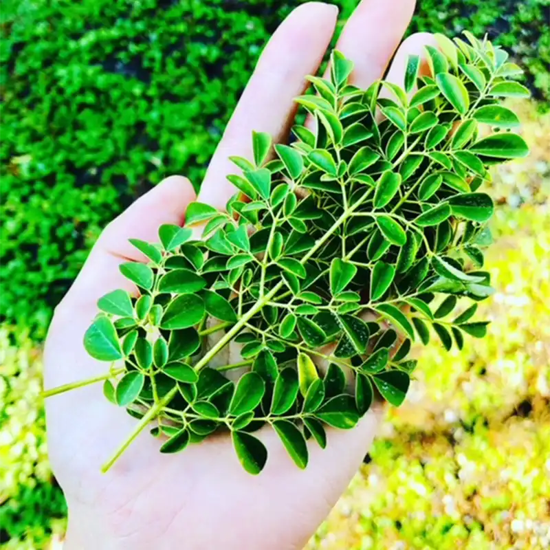 モリンガ☆ネシアン